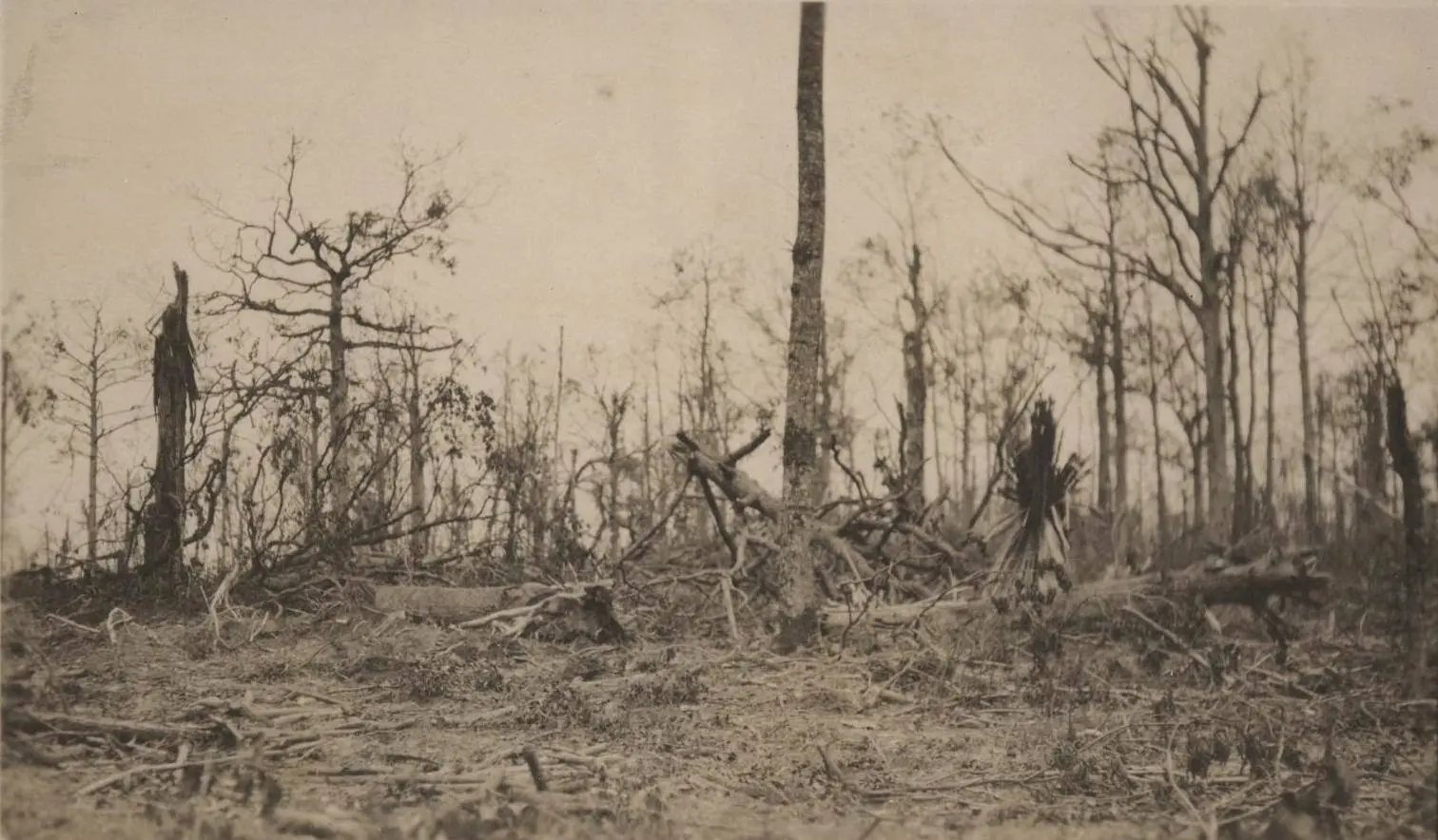 Every tree in Belleau Wood bore the scars of battle when the fighting ended, 1918