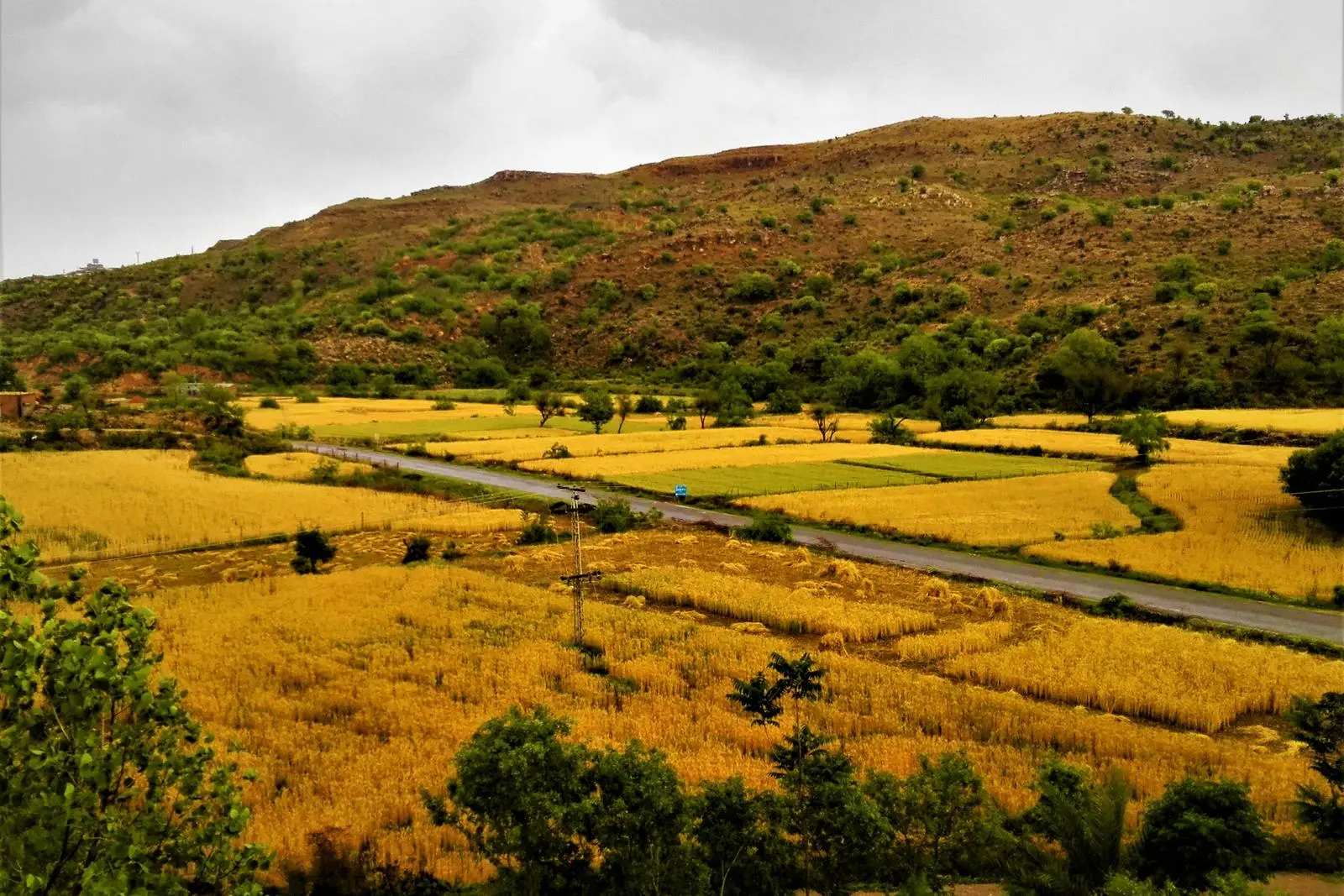 Ripe wheat in Pakistan. West Pakistan grew all the wheat it needed for the first time in 1968, two years ahead of Borlaug’s forecast.