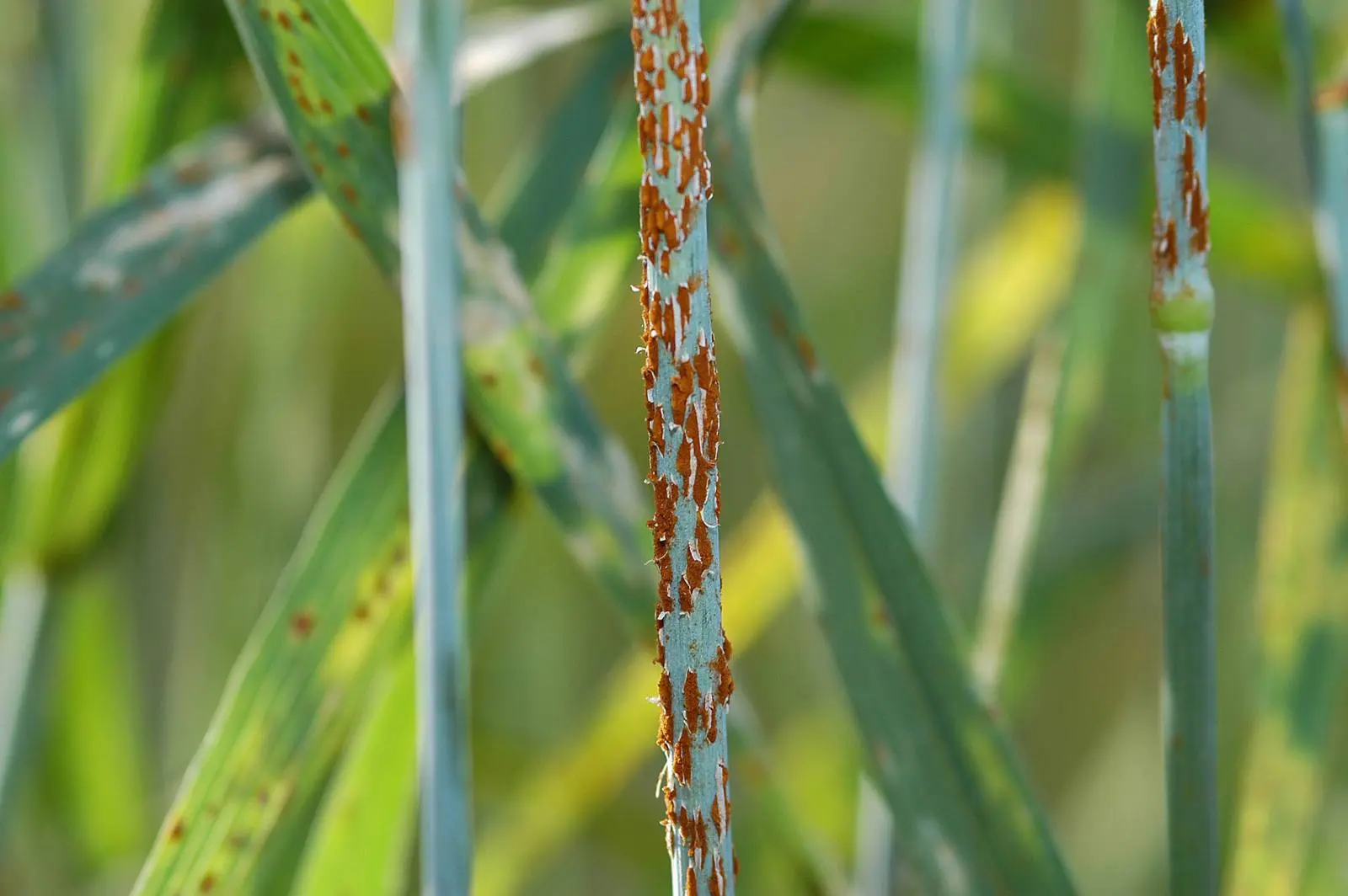 Stem rust on wheat, the fungus that wrecked Mexico’s harvests until Borlaug bred varieties that resisted it.
