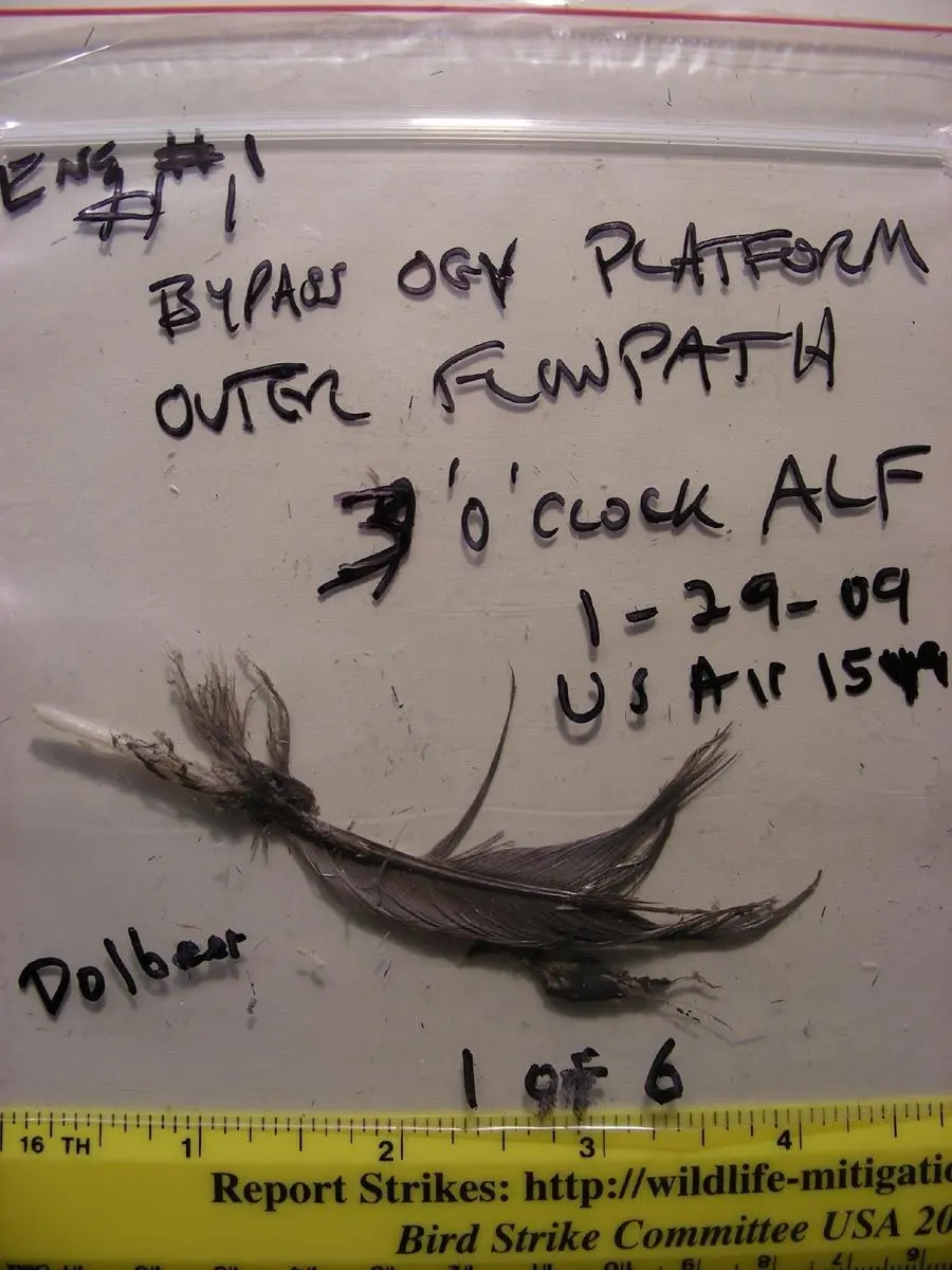 A feather recovered from the left engine; the Smithsonian matched the remains to migratory Canada geese