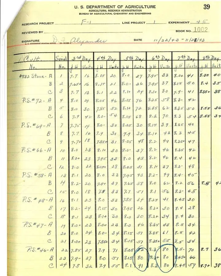 A page from the Peoria lab’s 1943 penicillin strain survey. The circled strain, later named NRRL 1951, came from a moldy cantaloupe and became the parent of the strains industry used. No free portrait of Kenneth Raper is available.