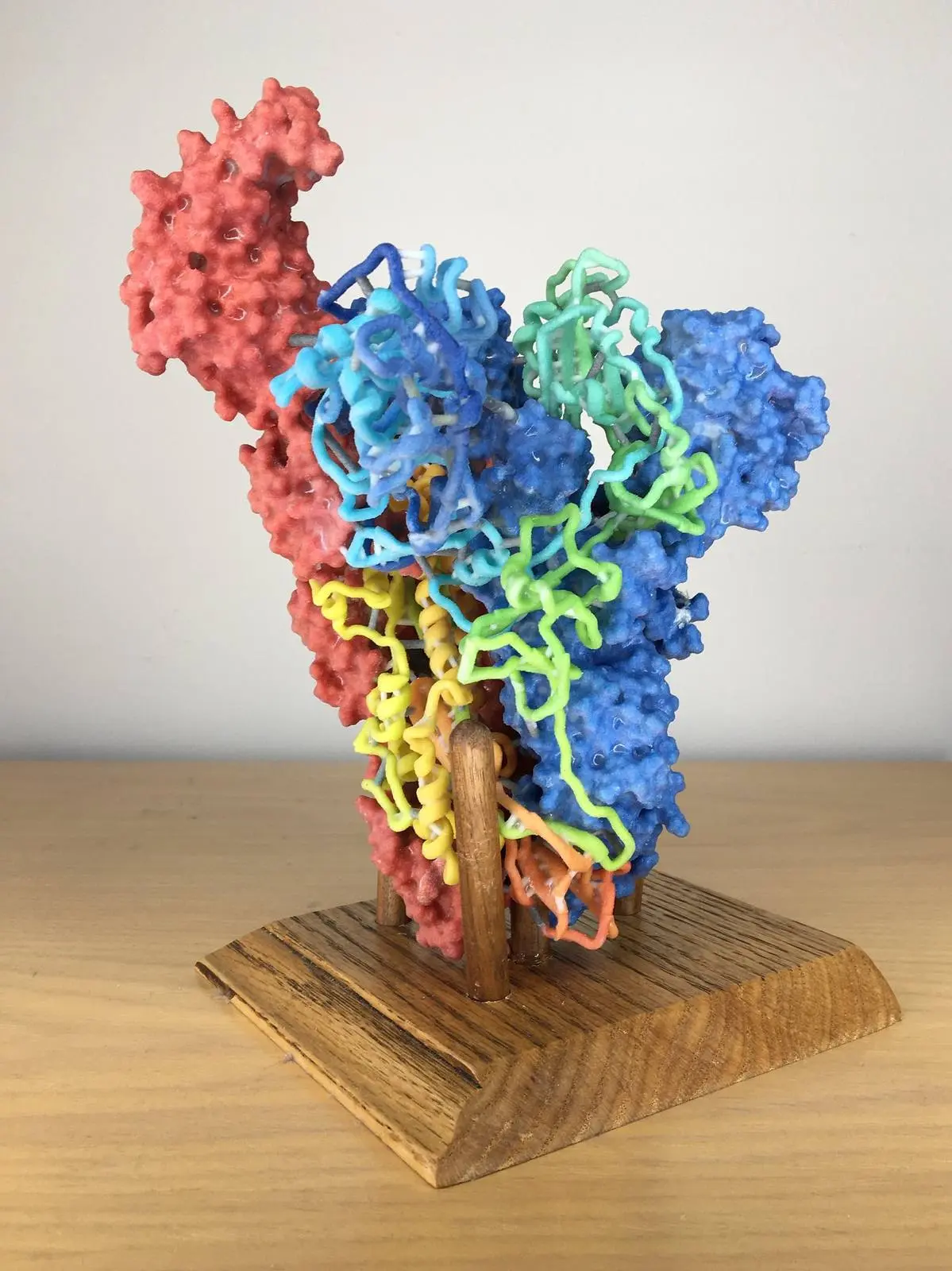 A 3D print of a coronavirus spike, the protein NIH scientists stabilized to build the vaccine.